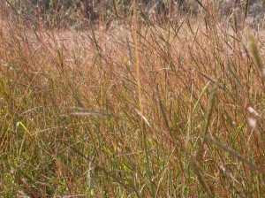 Redleg grass
