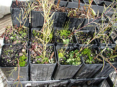 Some of the 460 seedlings we planted during NTD