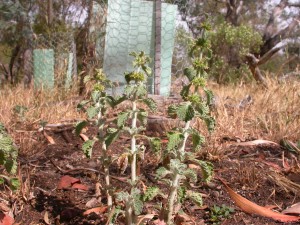 Horehound at Majura paddock. Removal of competitive weeds benefit local native plants.