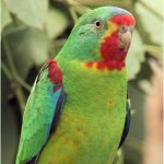 Have you seen Swift Parrots (2024)