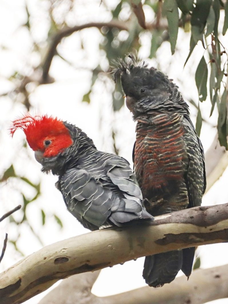 Canberra’s iconic Gang-gang Cockatoo, Callocephalon fimbriatum, male, (left) and female
