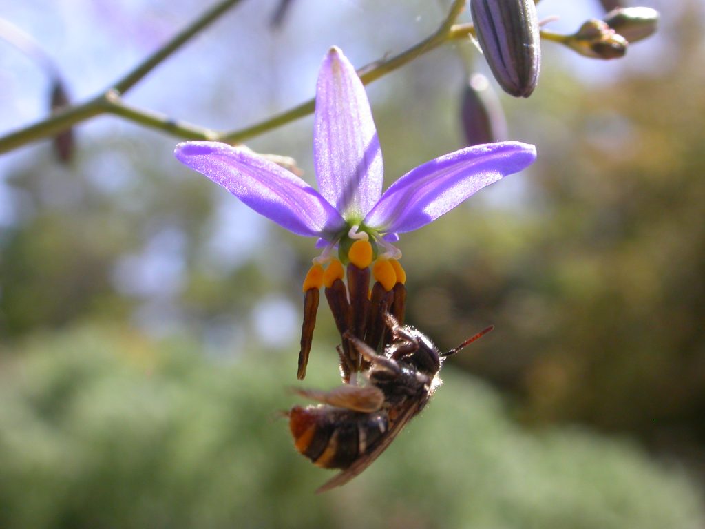 A native bee visiting the flower of Spreading Flax Lily, Dianella revoluta (W.Pix)