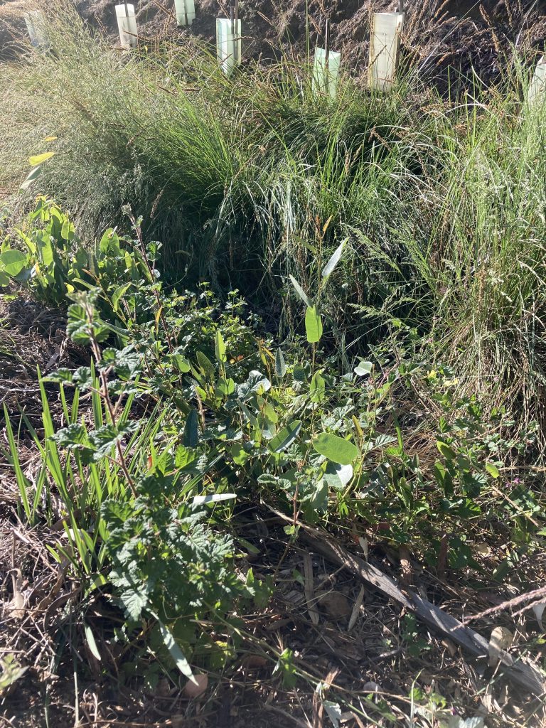 Volunteers planted River Tussock, Tussock Sedge, Native Raspberry, and Hardenbergia at the bottom and the slopes of the drainage line after they manually removed Umbrella Sedge, English Ivy, Blackberry, and many other weeds.