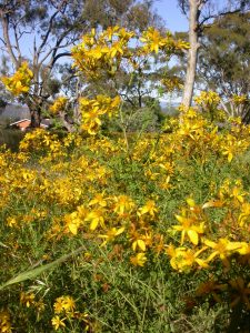 Environment Grant to Manage St John's Wort and 3 Evil Grasses