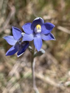 Flora of Mt Majura and Mt Ainslie -  A New Update (01/10/2024)